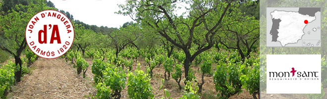 Bodega Joan d'Anguera